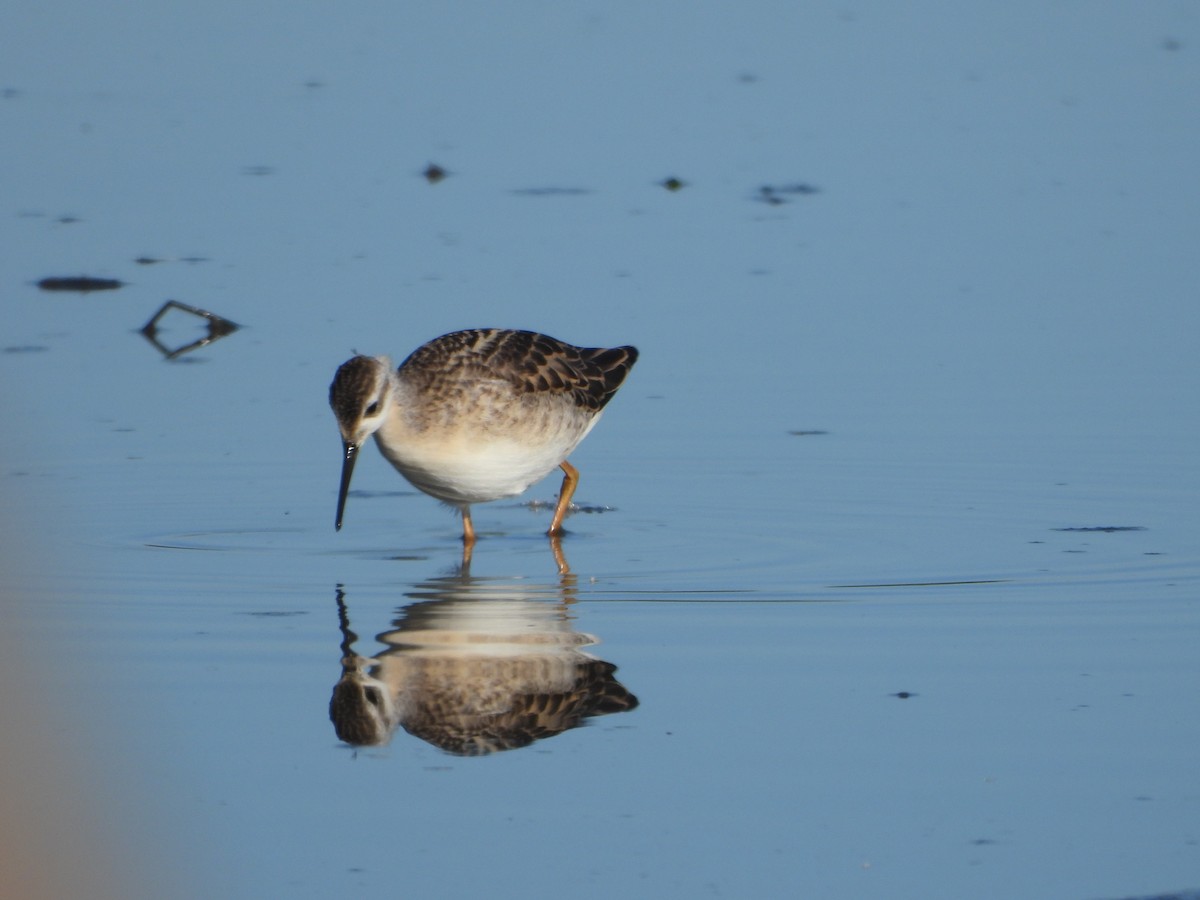 Wilson's Phalarope - ML645094283