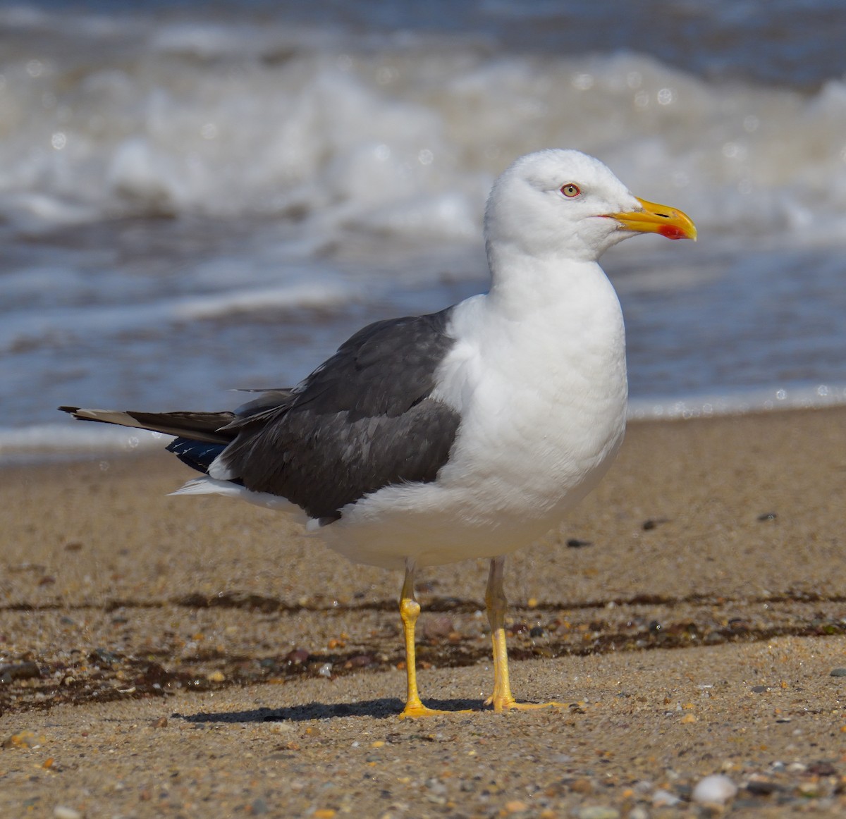 Gaviota Sombría - ML645094286