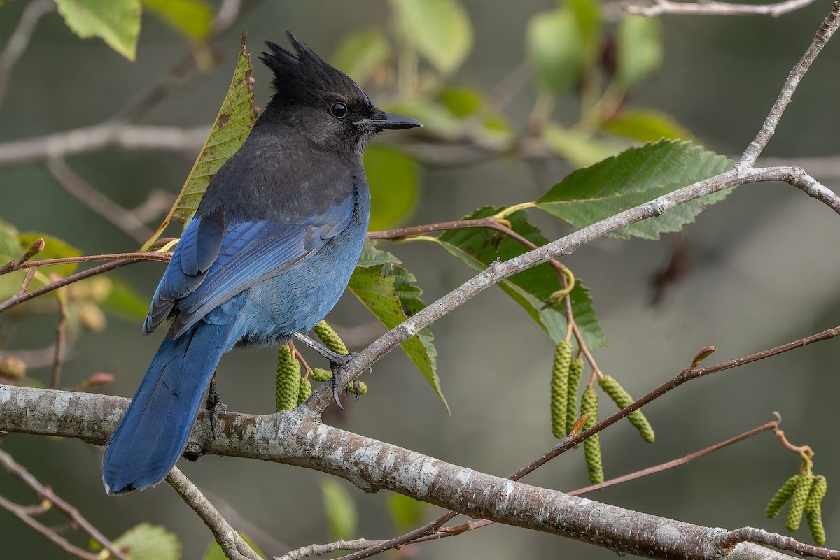 Стеллерова сойка [группа stelleri] - ML645094290