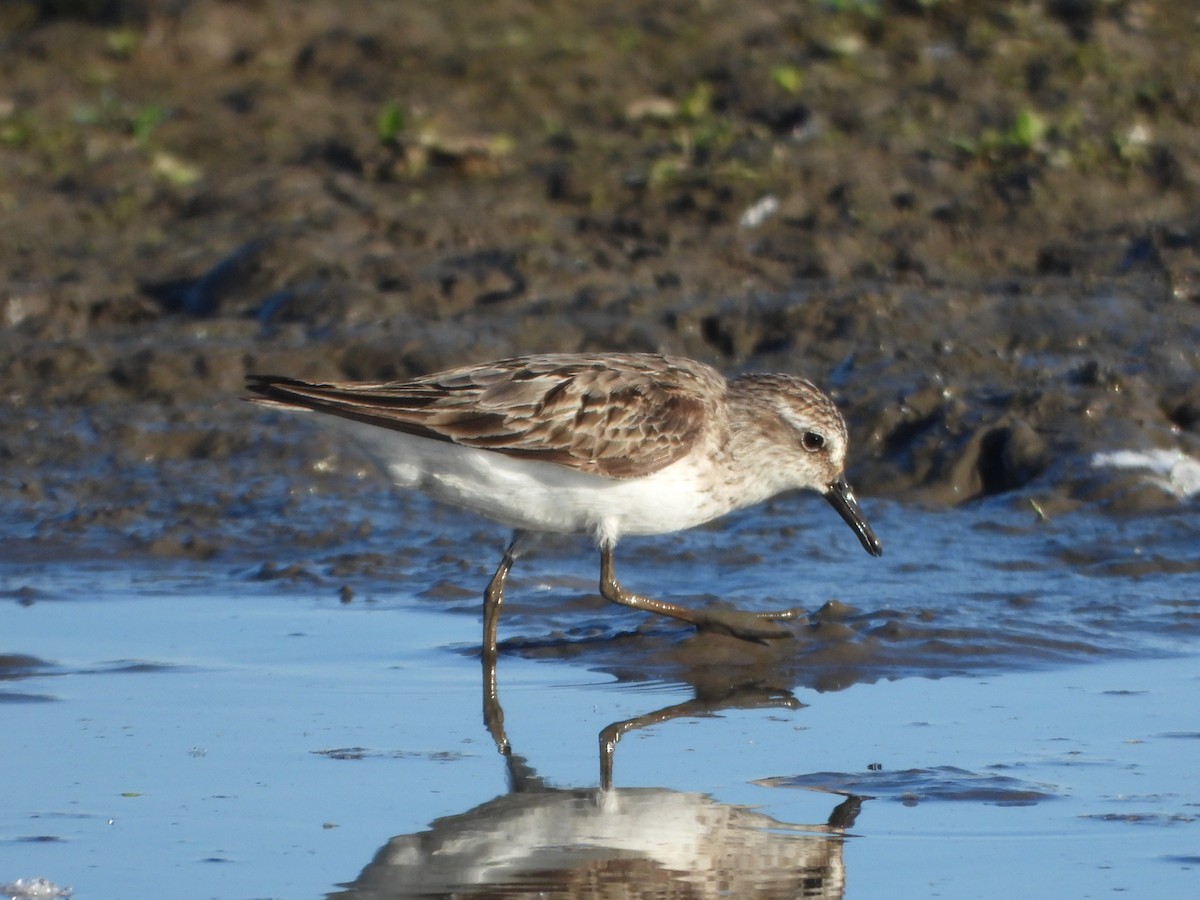 Semipalmated Sandpiper - ML645094292