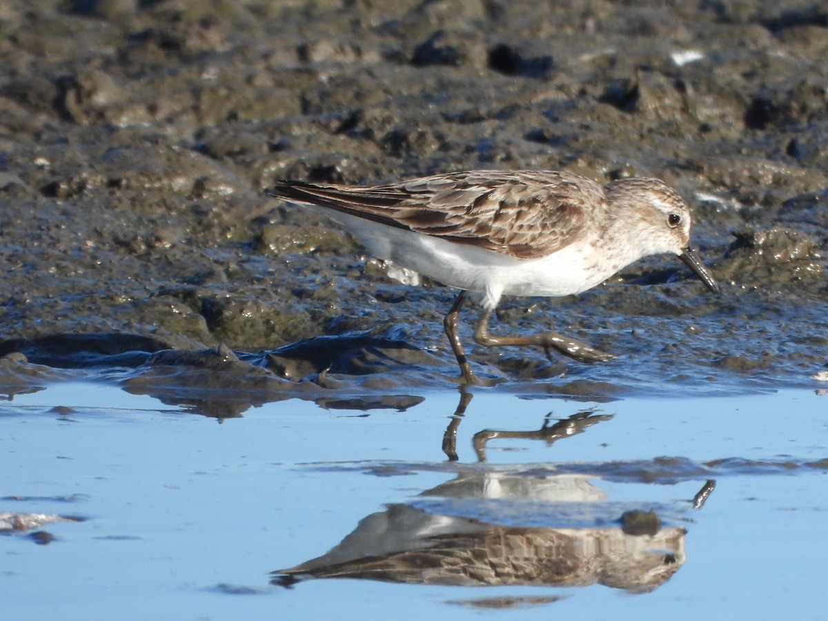 Semipalmated Sandpiper - ML645094293