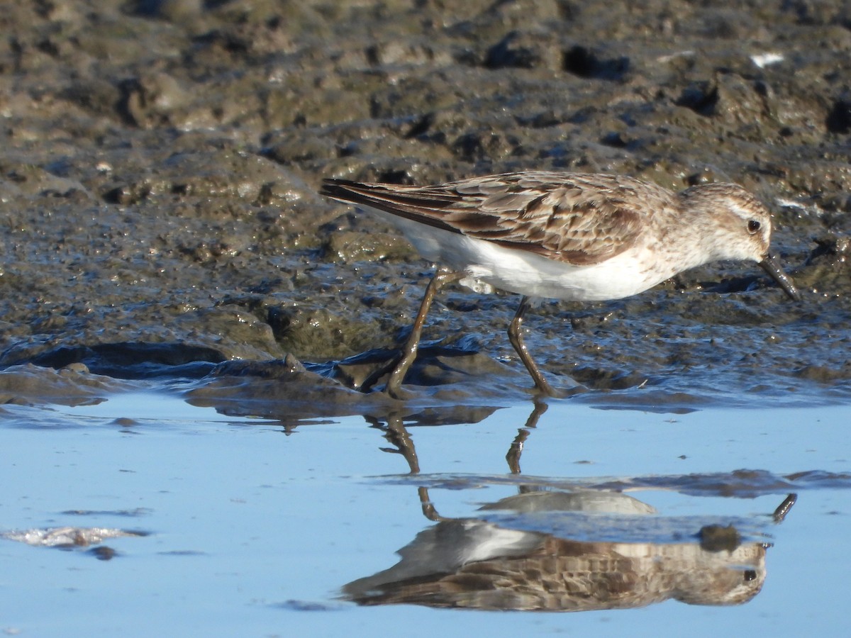 Semipalmated Sandpiper - ML645094294