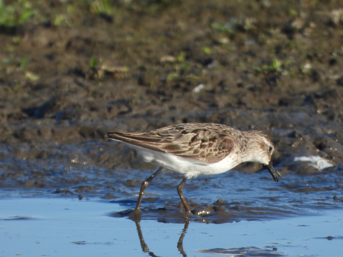Semipalmated Sandpiper - ML645094295