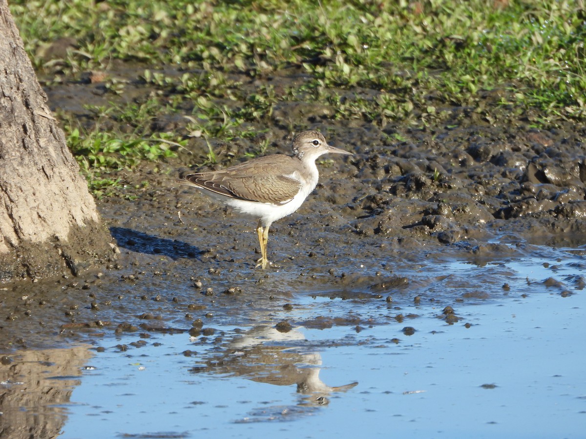 Spotted Sandpiper - ML645094298
