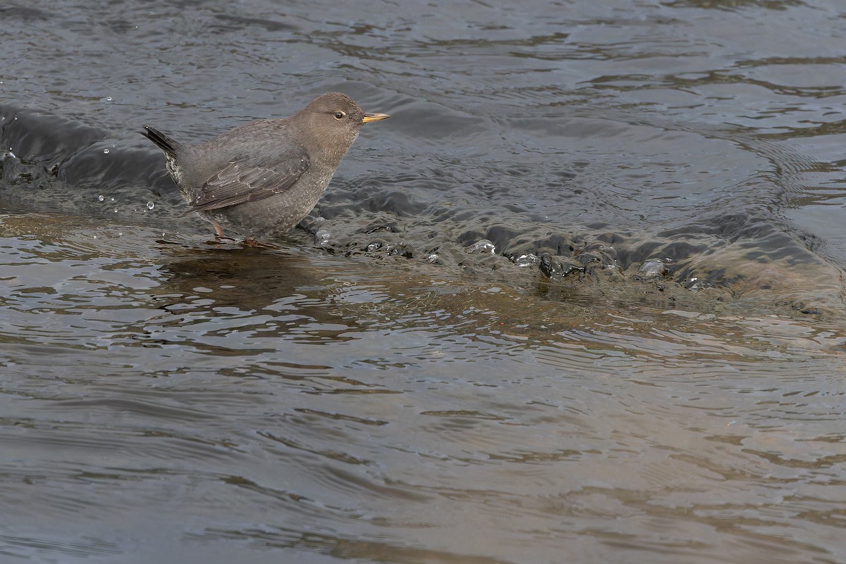 American Dipper - ML645094299