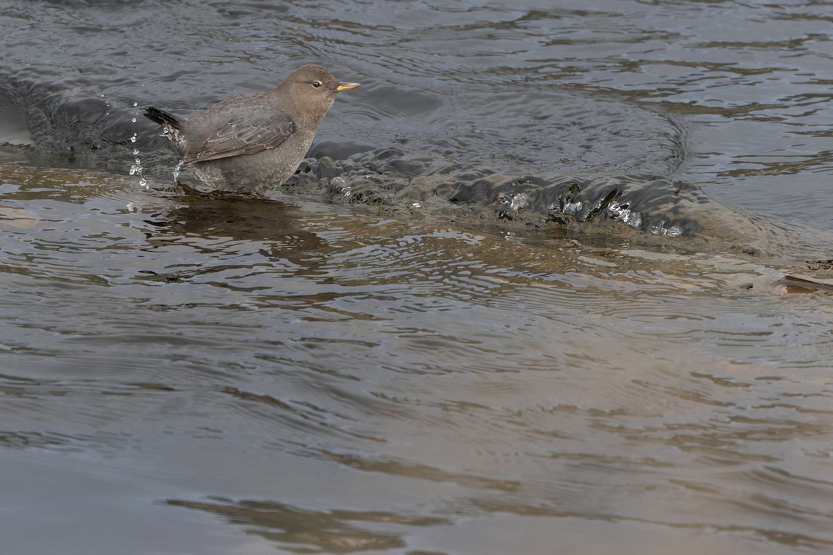 American Dipper - ML645094300
