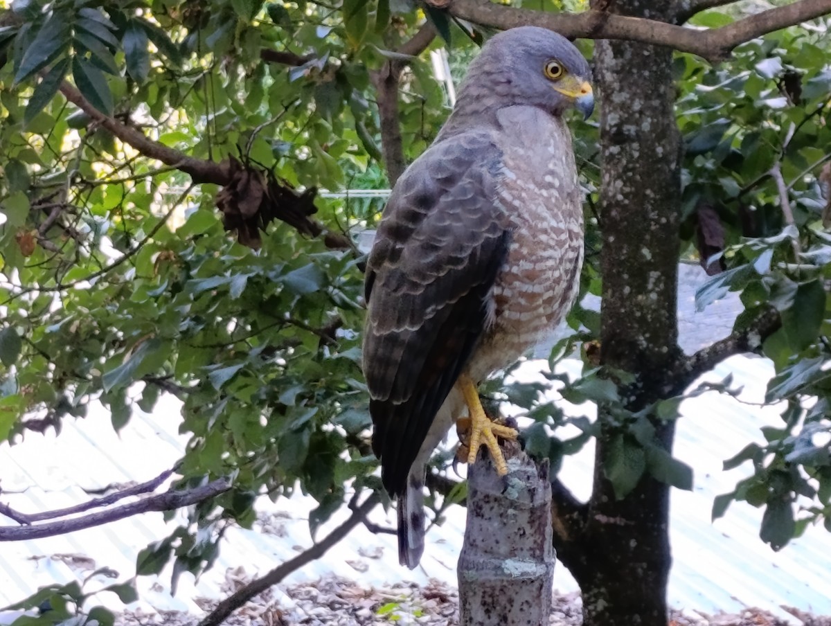 Дорожный канюк - ML645094304