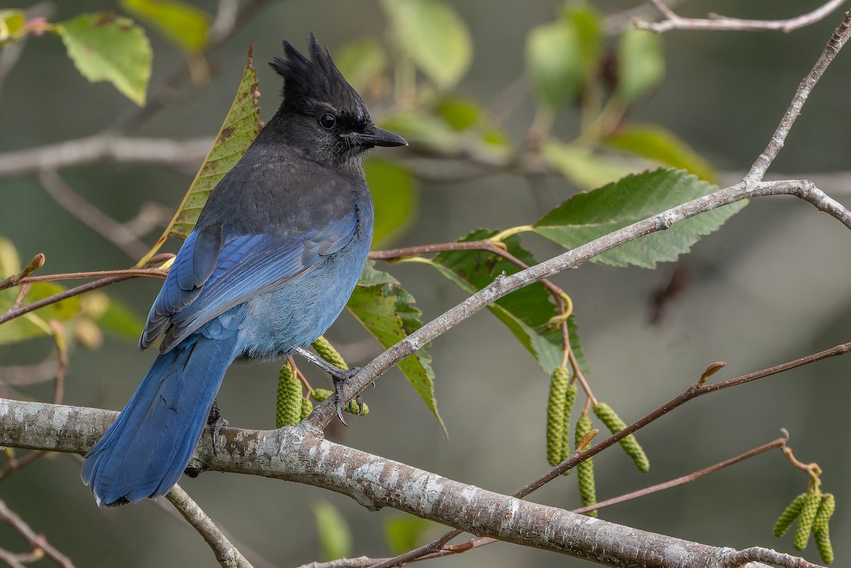 Стеллерова сойка [группа stelleri] - ML645094306