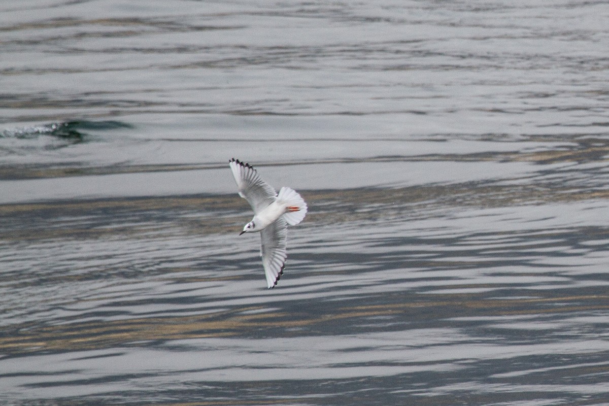 racek Bonapartův - ML645094313