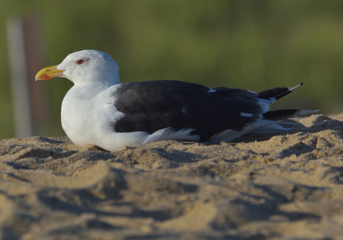 Büyük Kara Sırtlı Martı - ML645094321