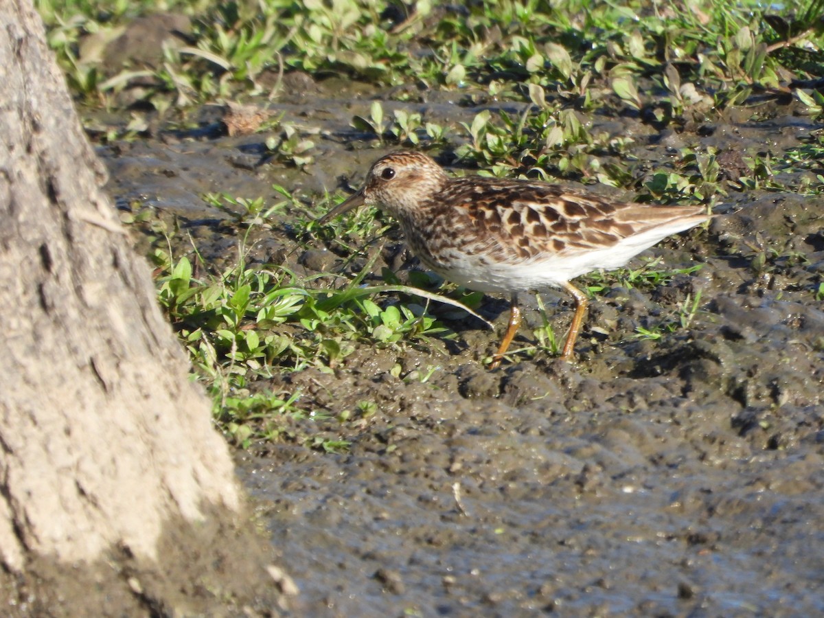 Least Sandpiper - ML645094324