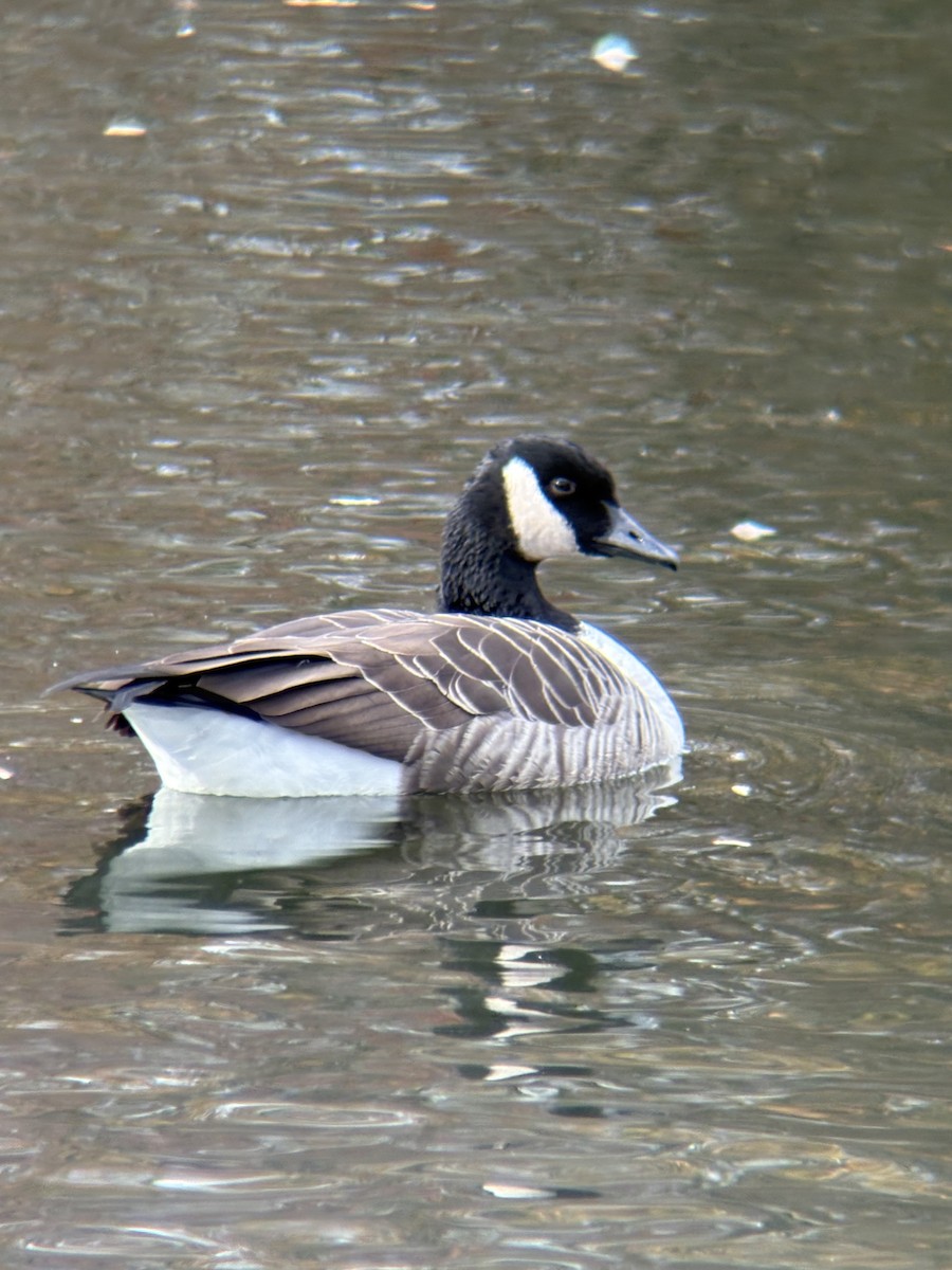 Barnacla Canadiense Grande - ML645094326