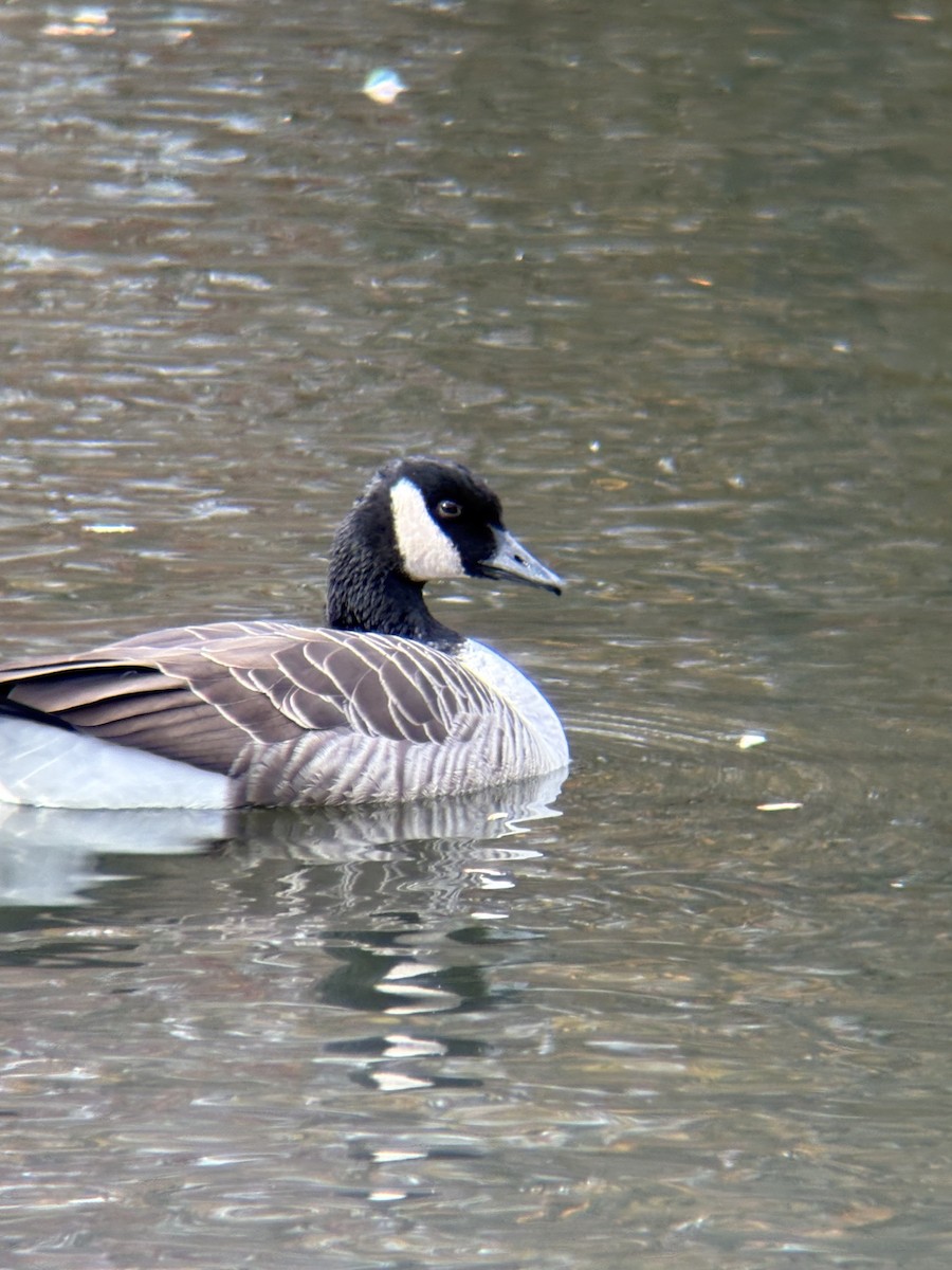 Barnacla Canadiense Grande - ML645094327