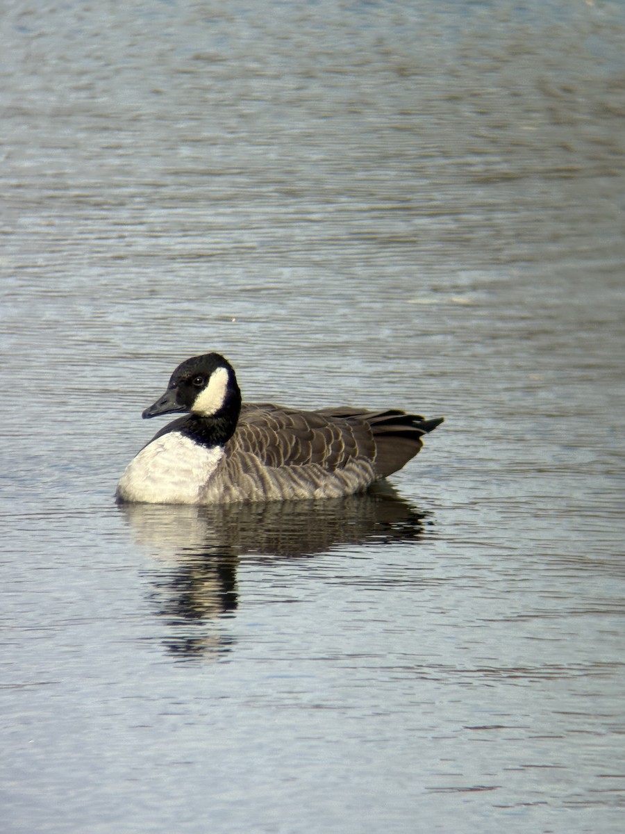 Barnacla Canadiense Grande - ML645094328