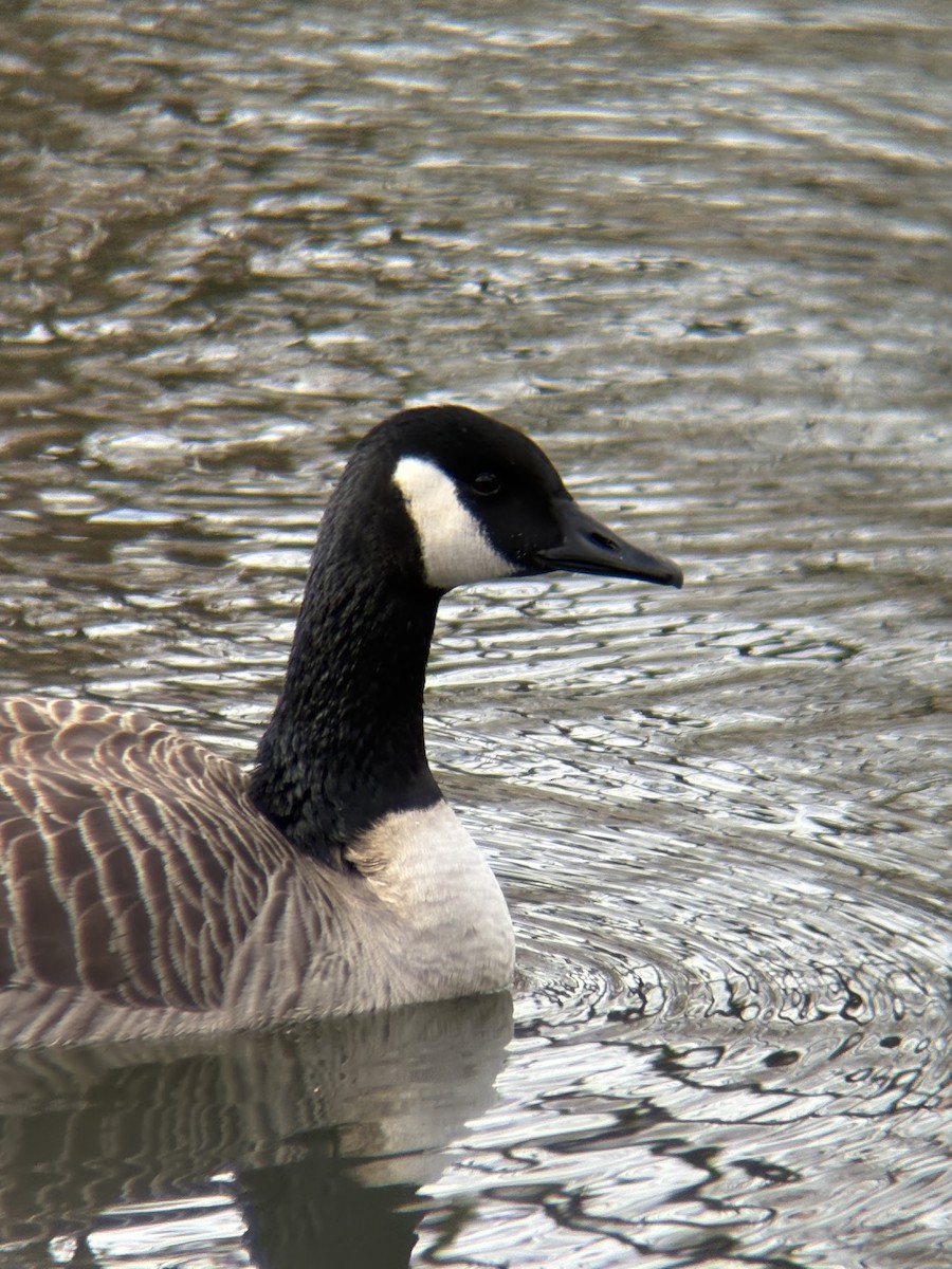 Barnacla Canadiense Grande - ML645094330