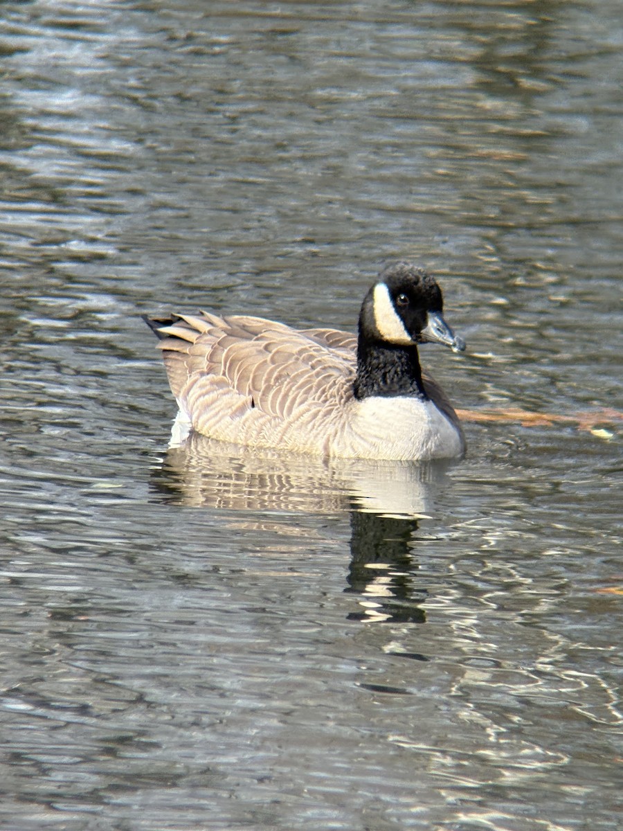 Barnacla Canadiense Grande - ML645094331