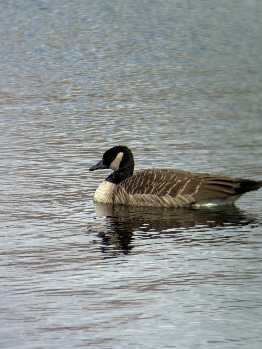 Barnacla Canadiense Grande - ML645094332