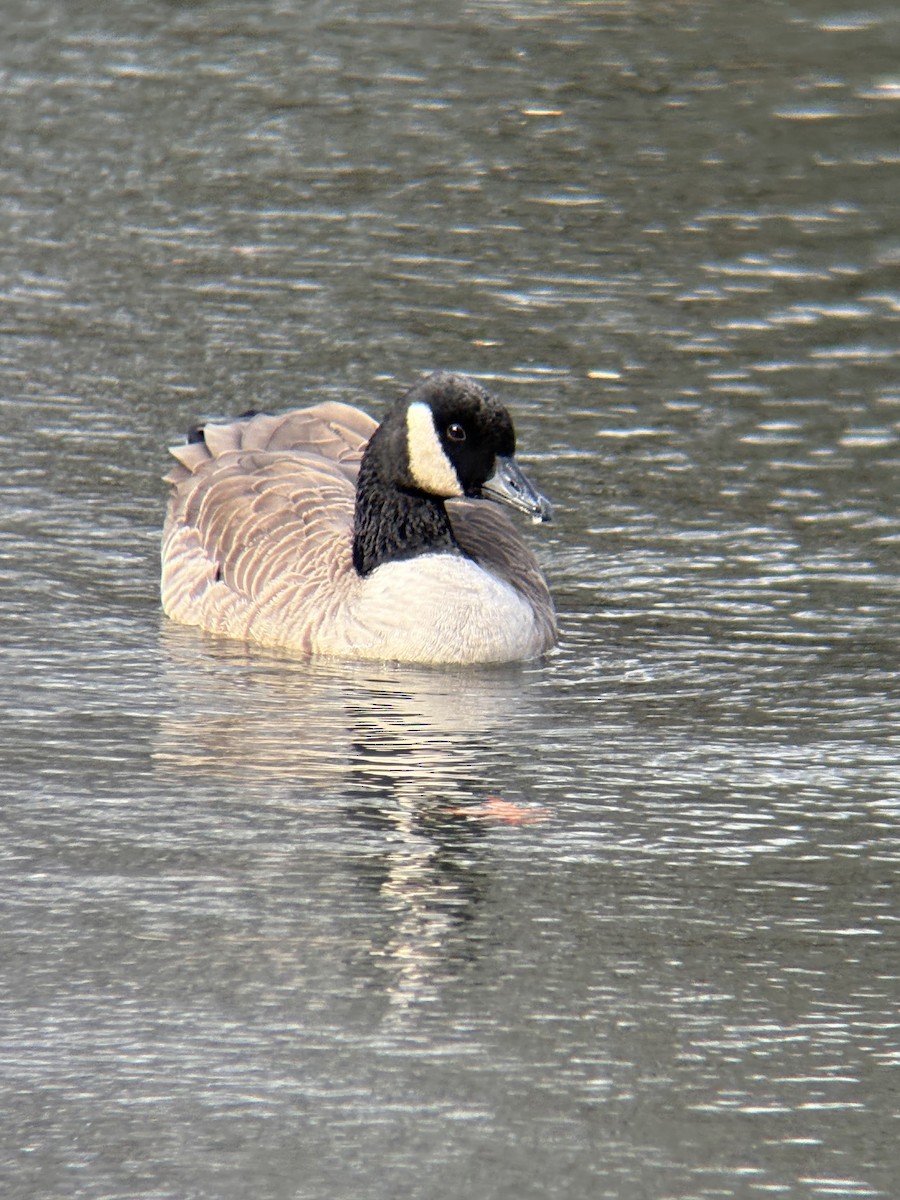 Barnacla Canadiense Grande - ML645094333