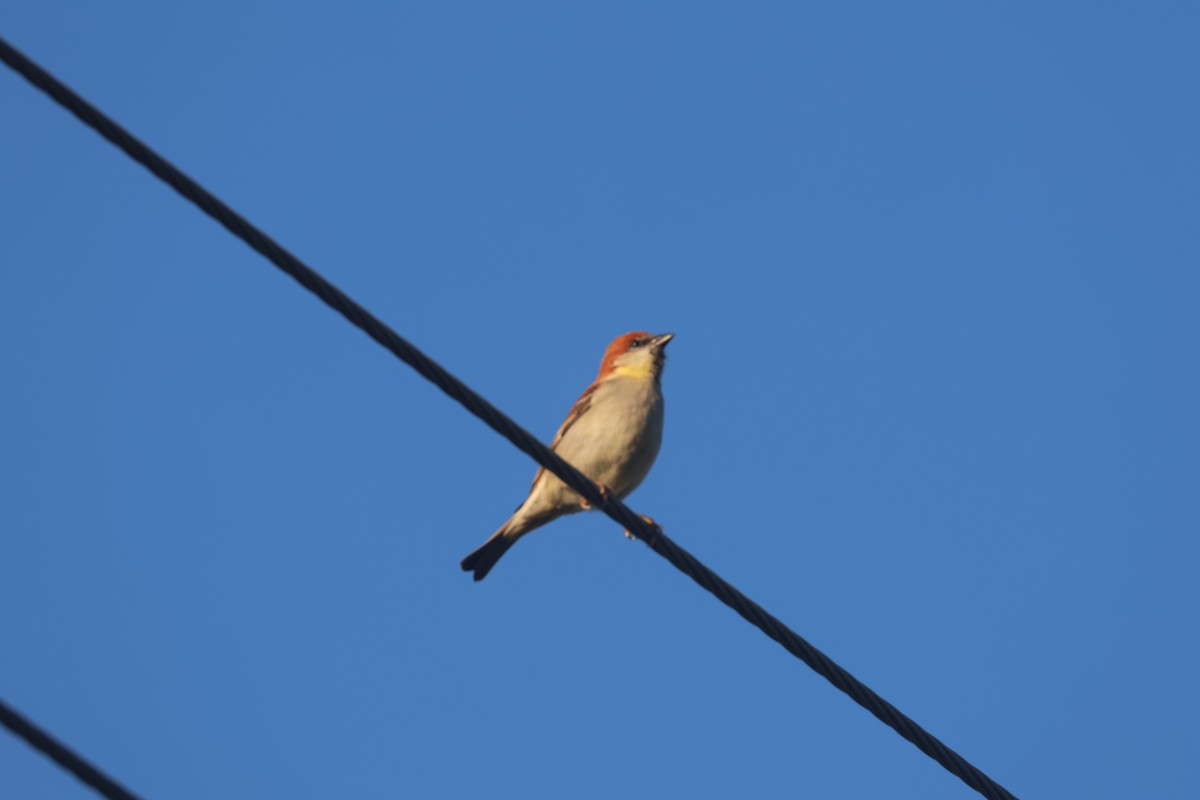 Горобець рудий - ML645094334