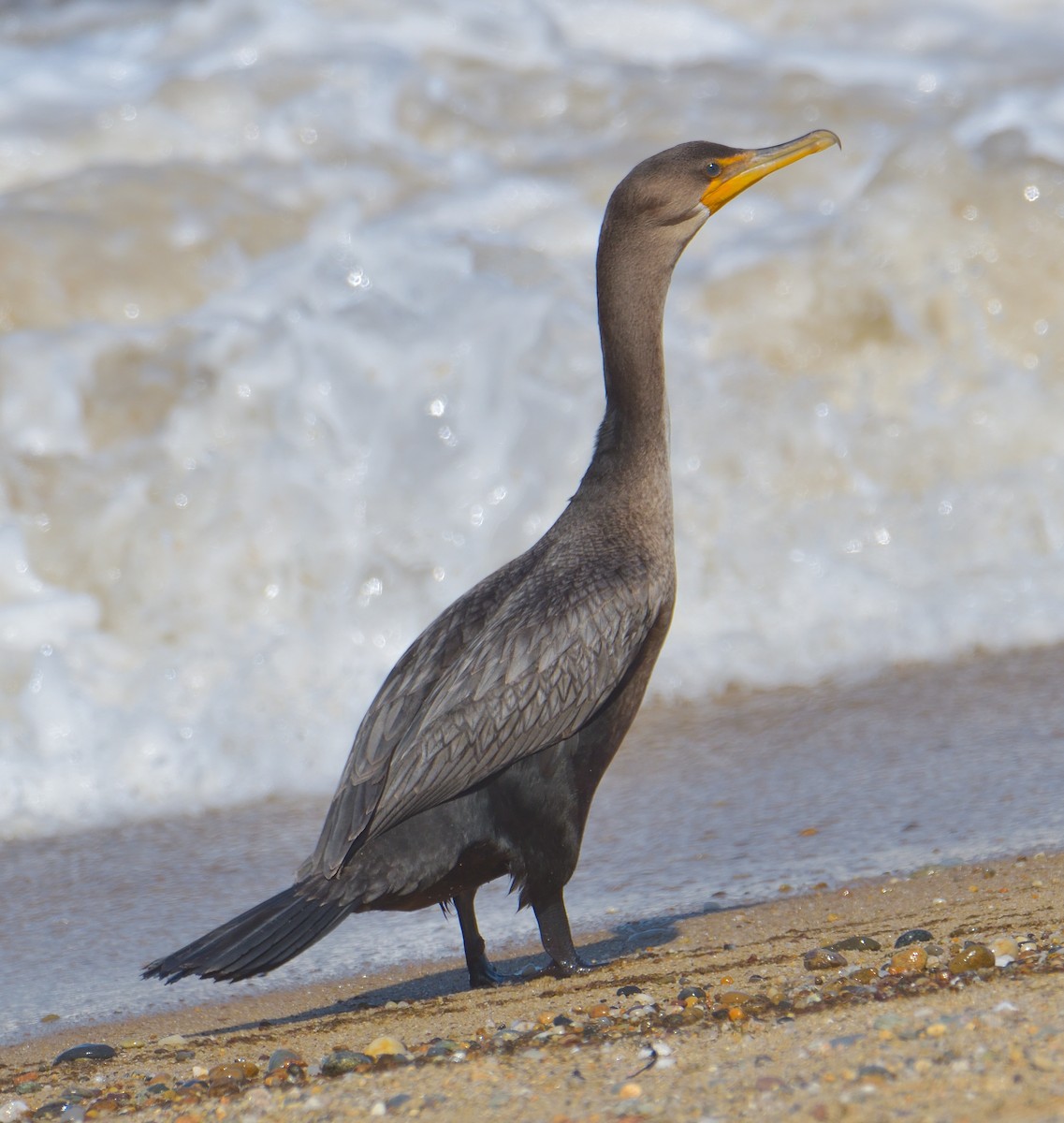 Cormoran à aigrettes - ML645094341