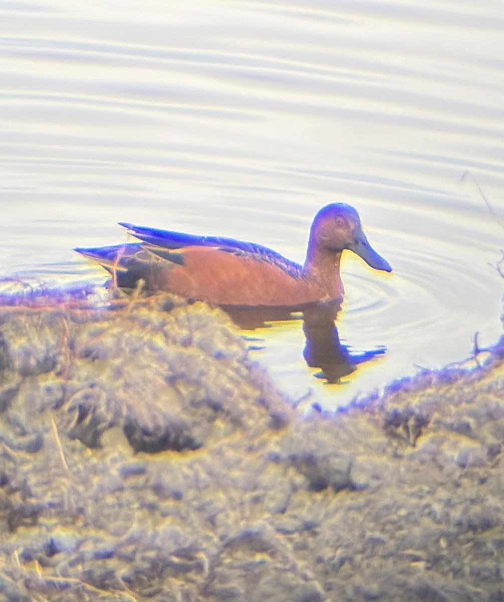 Cinnamon Teal - ML645094345