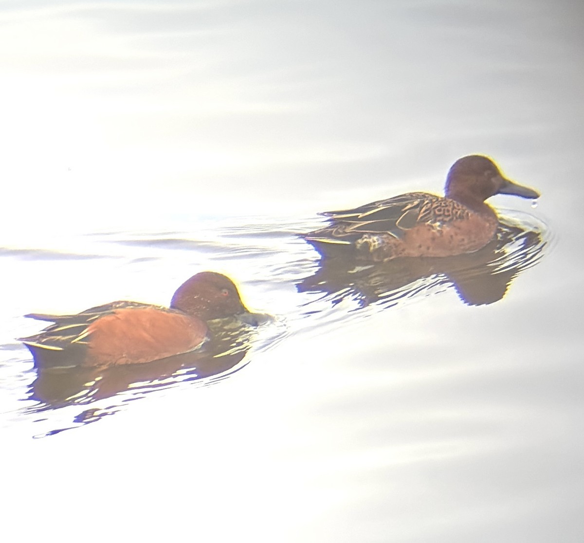 Cinnamon Teal - ML645094346