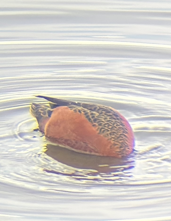 Cinnamon Teal - ML645094348