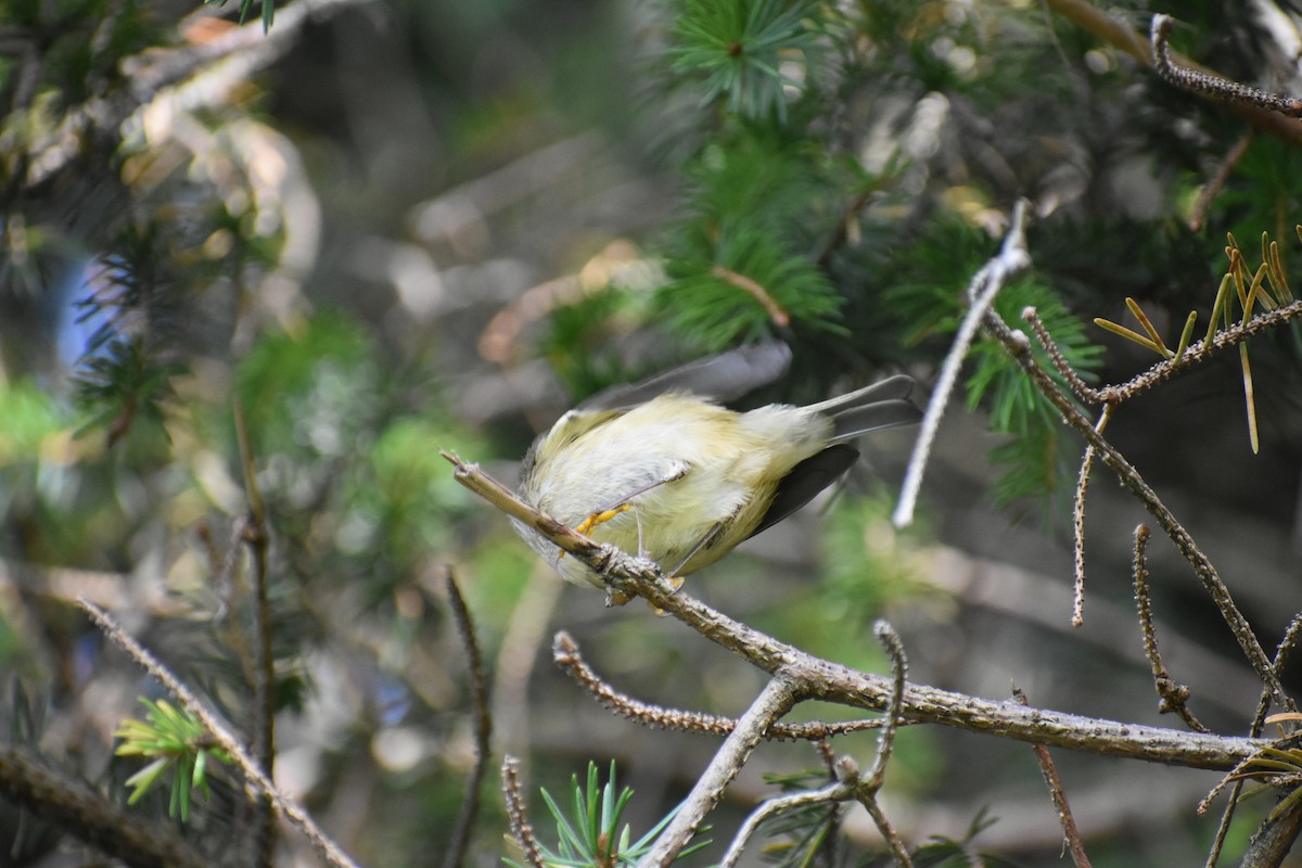 Gözlüklü Çalıkuşu - ML645094373