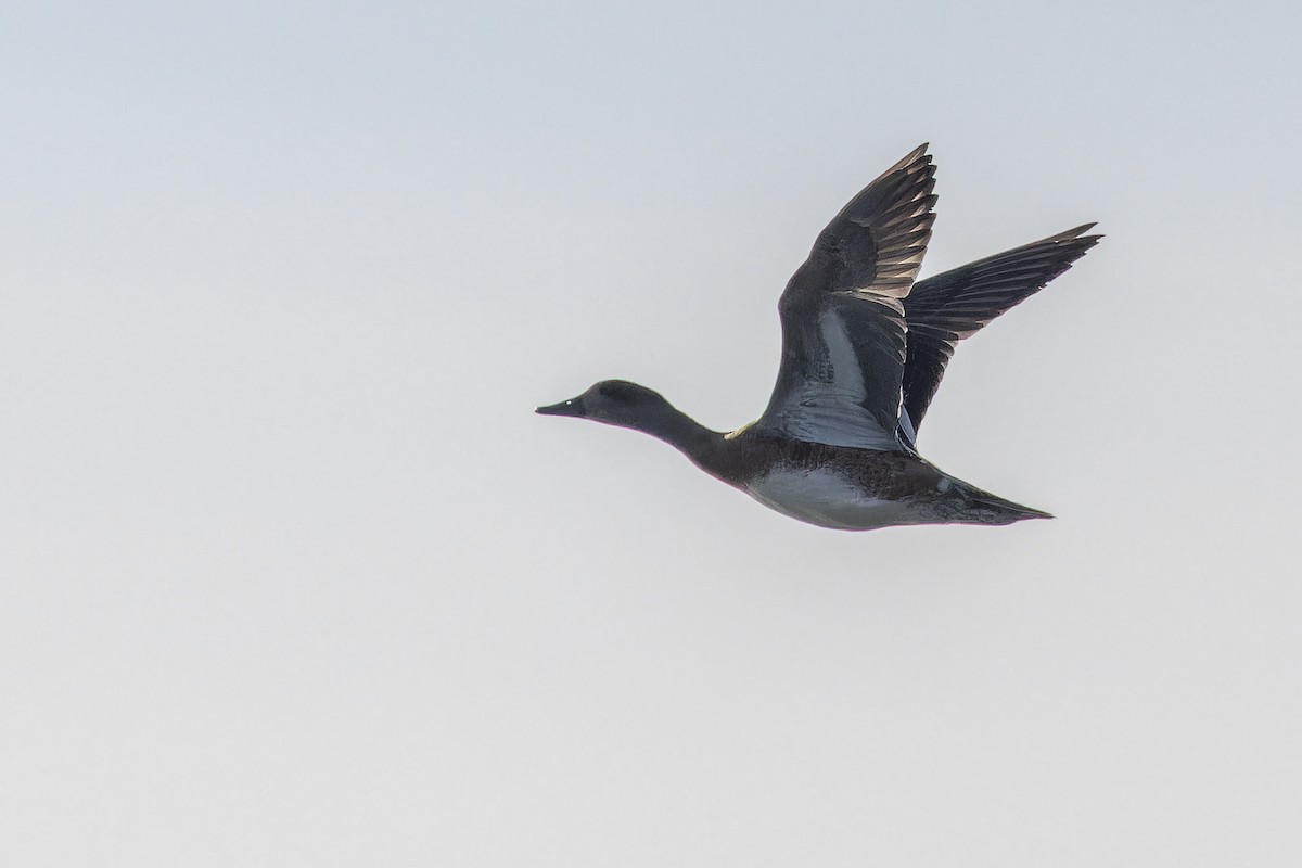 葡萄胸鴨 - ML645094375