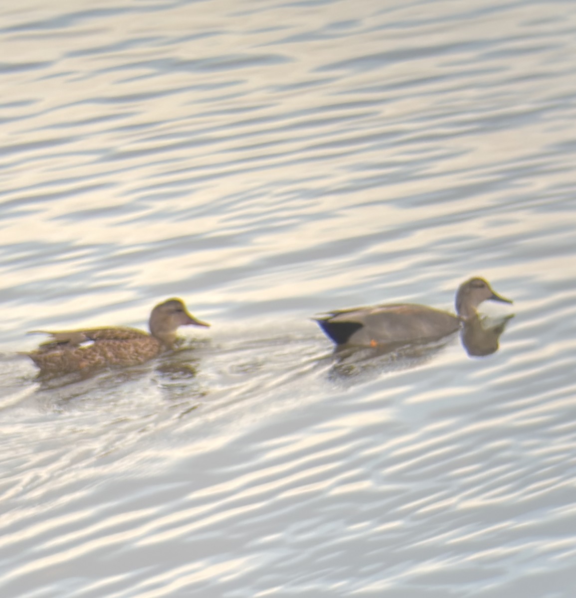 Canard chipeau - ML645094376