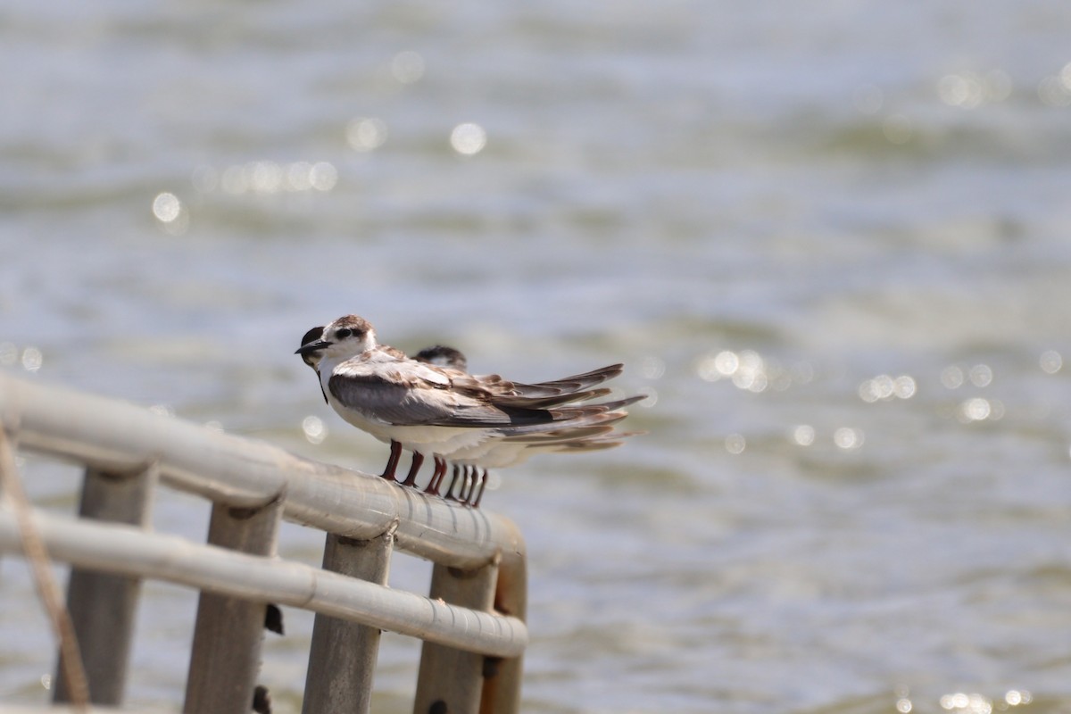 Whiskered Tern - ML645094383