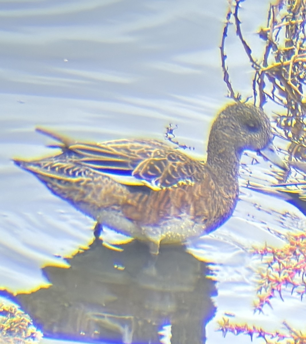 American Wigeon - ML645094385