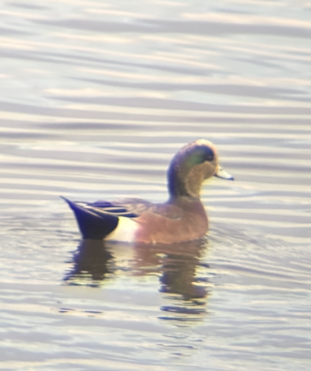 American Wigeon - ML645094386