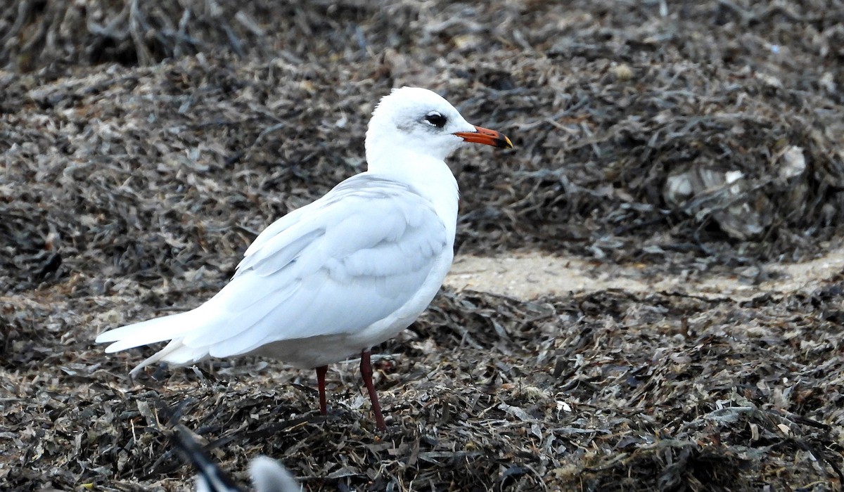 Mediterranean Gull - ML645094389