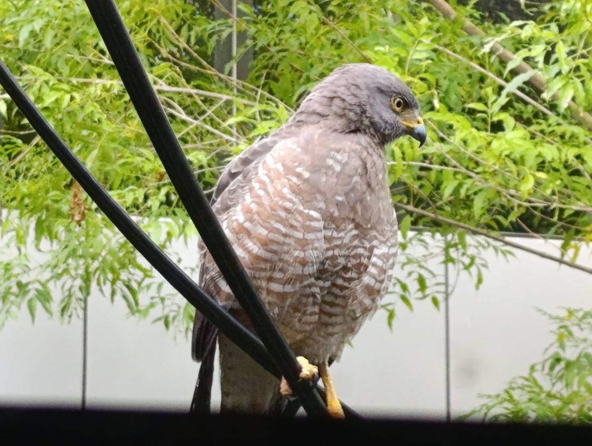 Дорожный канюк - ML645094394