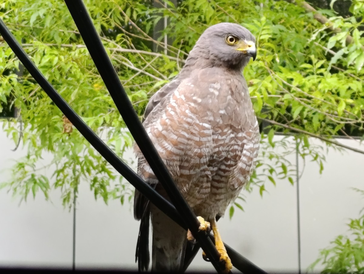 Дорожный канюк - ML645094395