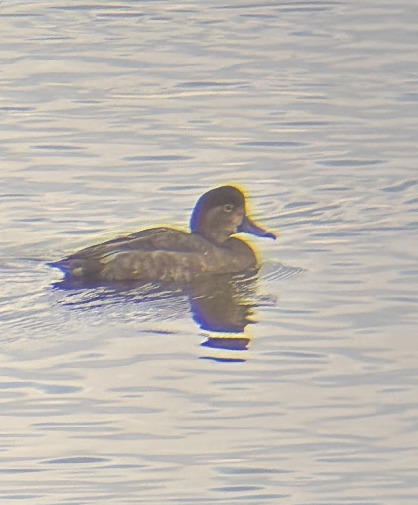 Redhead - ML645094396