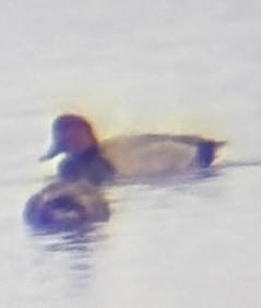 Redhead - ML645094397