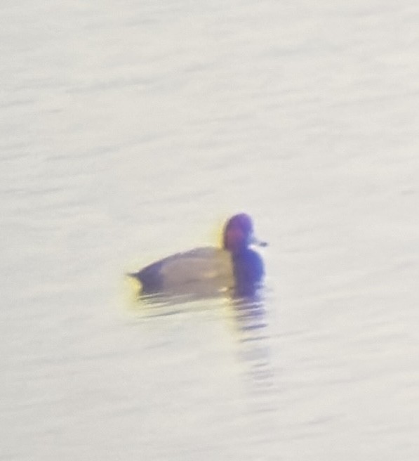 Redhead - ML645094398