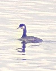 Eared Grebe - ML645094402