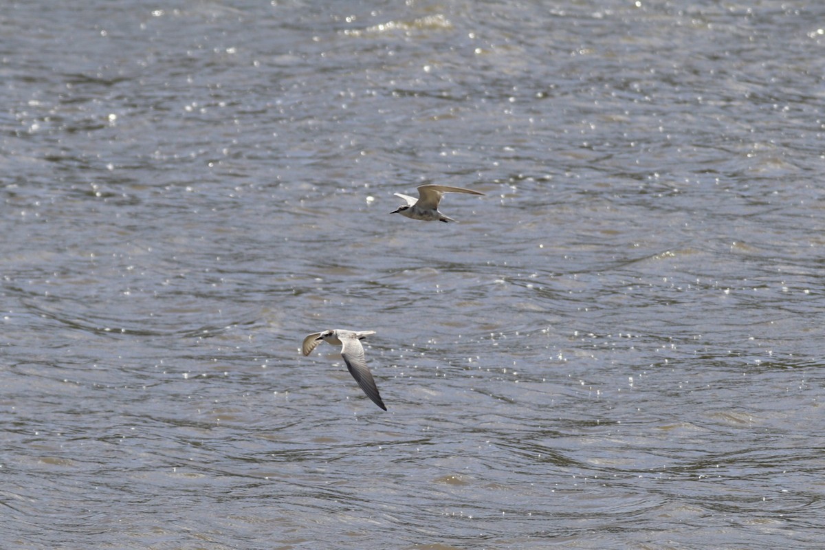 Whiskered Tern - ML645094403