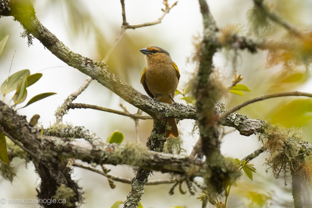 Tangara brun - ML645094410