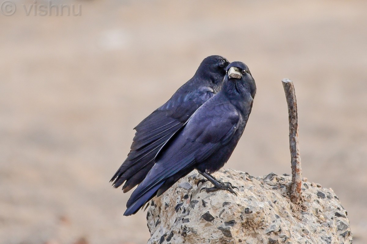 Large-billed Crow - ML645094415