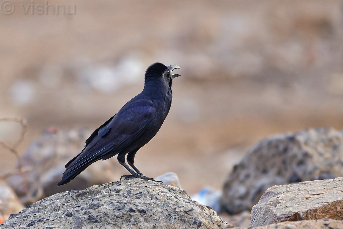 Large-billed Crow - ML645094416