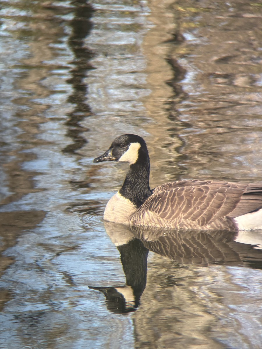 Barnacla Canadiense Grande - ML645094418