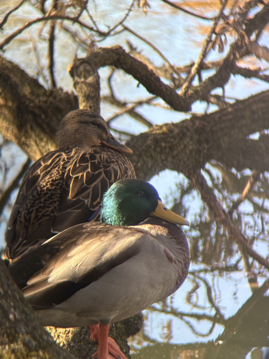 kachna divoká - ML645094422