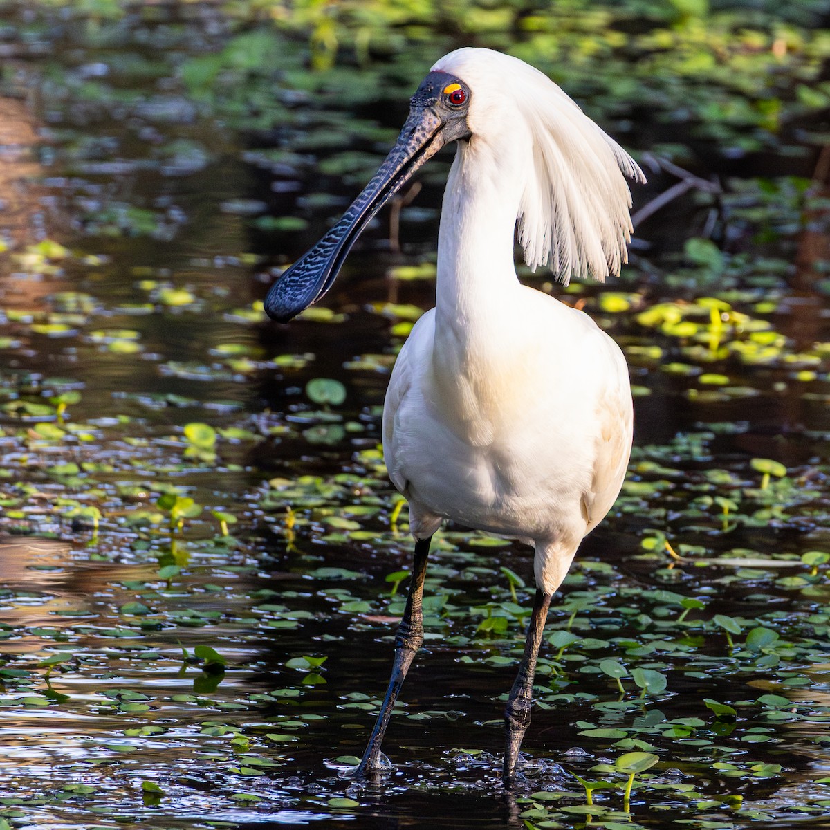 Royal Spoonbill - ML645094429