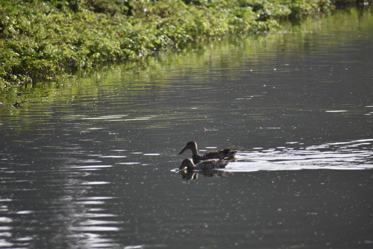 Mestolone - ML645094442