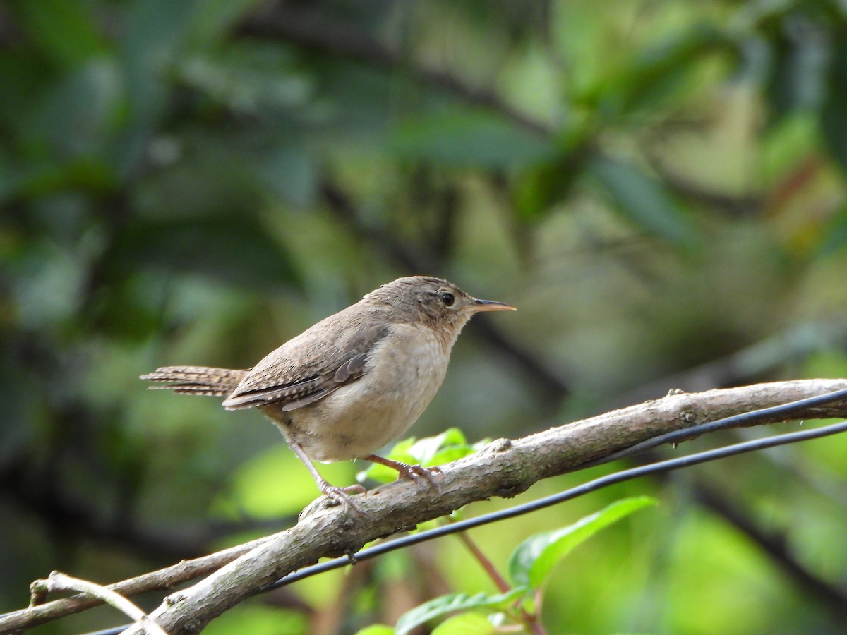 Southern House Wren - ML645094443