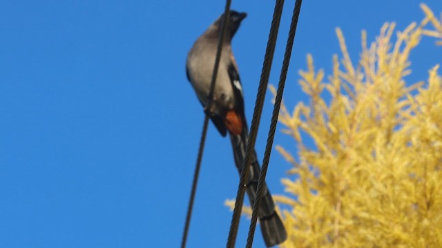 Gray Treepie - ML645094447